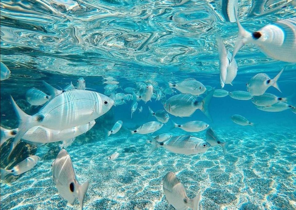Ferienwohnung El Playaiso De Aguamarga Agua Amarga  Exterior foto